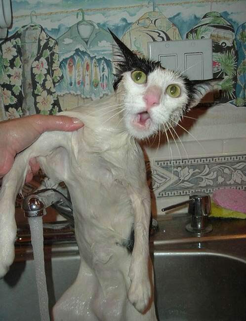 chat chat-animaux-0112.jpg